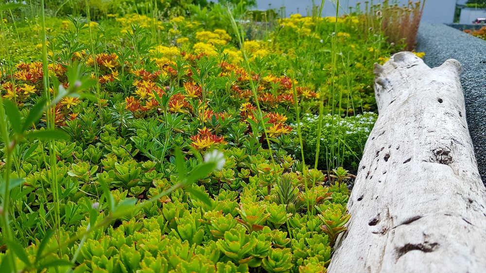 Totholz auf dem Gründach hilft Vögeln und Insekten.