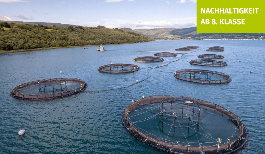 Blick von oben auf eine Fischfarm in einem Fluss