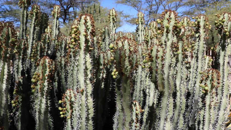 Hoodia