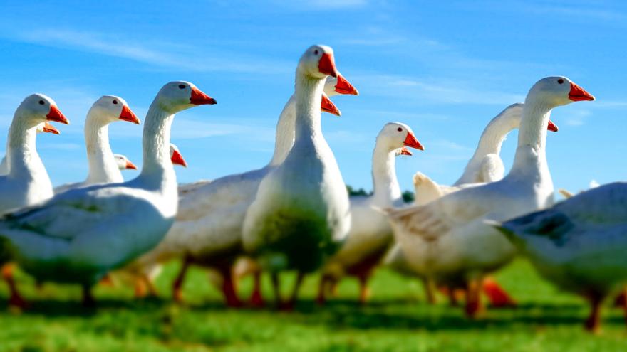 Gänse laufen nebeneinander über eine Wiese.