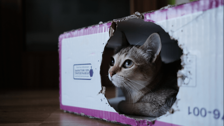 graues Kätzchen blickt aus einem Loch in einem Karton