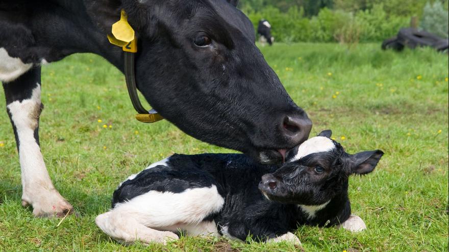 liegendes Kalb auf der Weide wird von einer Kuh am Kopf beleckt