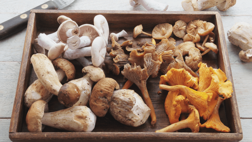 gesammelte Pilze in einem Holzkorb