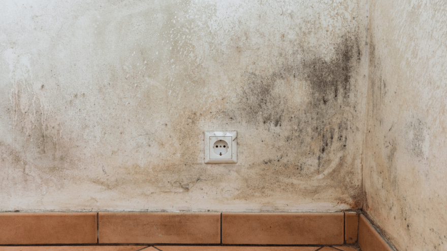 Schimmel in der Wohnung