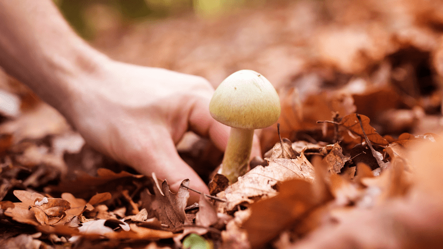 Ein junger Mann sammelt Pilze im Wald