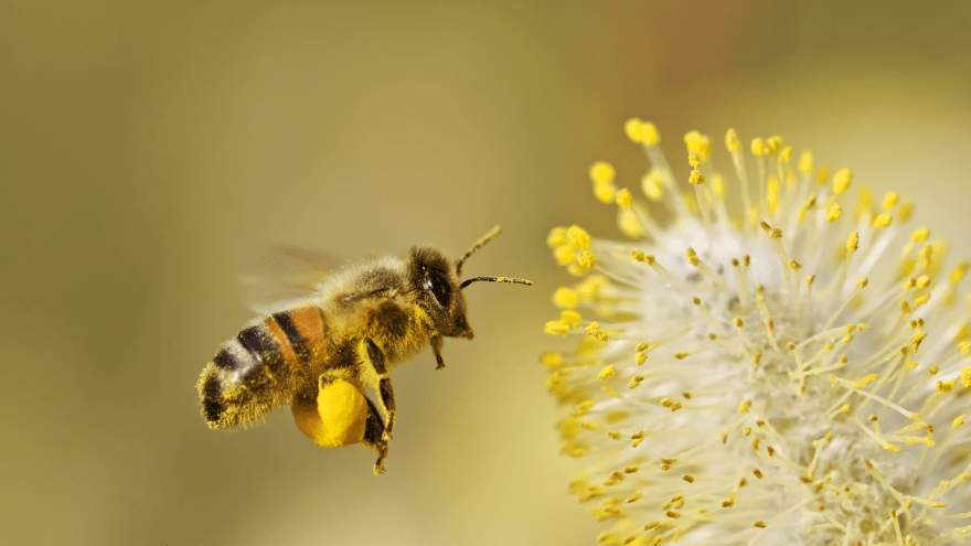 Eine Biene fliegt auf eine Blüte zu.