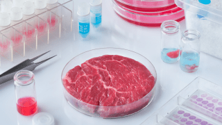Künstlich hergestelltes Fleisch liegt im Labor in einer Schale