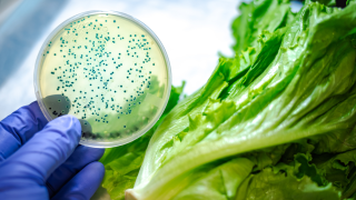 Eine Petrischale mit Pilzsporen neben einem Salatkopf