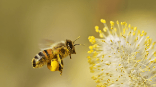 Eine Biene fliegt auf eine Blüte zu.