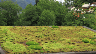 Ein Dach ist mit Pflanzen anstatt mit Dachziegeln besetzt.